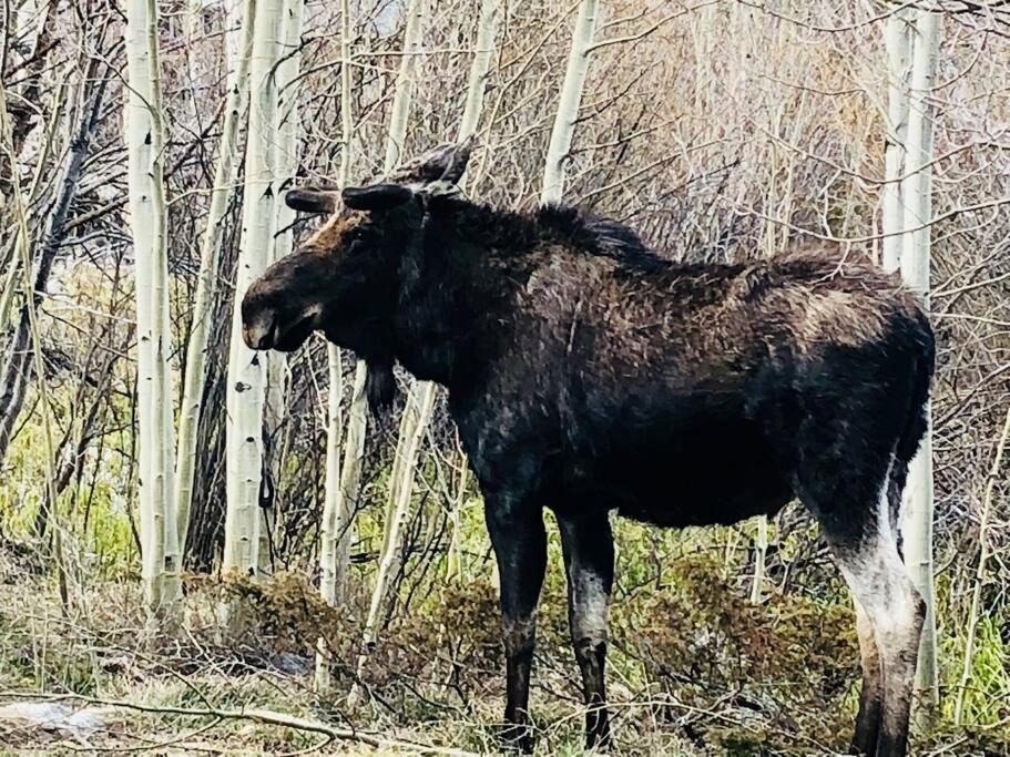 Boulder Best City And Nature With Lake And Trails Pets Ok Exterior foto